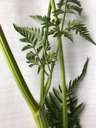 Attēlu rezultāti vaicājumam “Anthriscus sylvestris leaf”