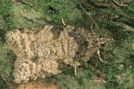 Attēlu rezultāti vaicājumam “Capua vulgana”