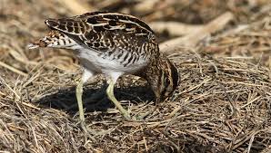 Attēlu rezultāti vaicājumam “Gallinago gallinago eggs”