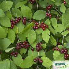 Attēlu rezultāti vaicājumam “Lonicera xylosteum fruit”