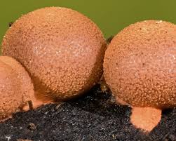 Attēlu rezultāti vaicājumam “Lycogala roseosporum spores”