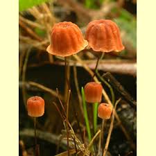 Attēlu rezultāti vaicājumam “Marasmius sp.”