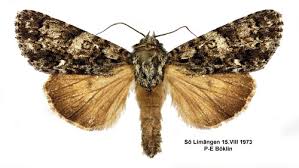 Attēlu rezultāti vaicājumam “Acronicta rumicis”