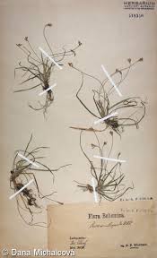 Attēlu rezultāti vaicājumam “Carex ornithopoda fruit”