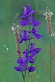 Image result for Consolida ajacis oder Consolida regalis