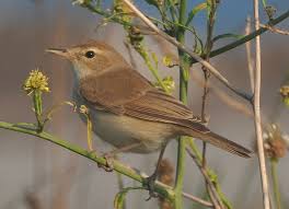 Image result for Hippolais caligata