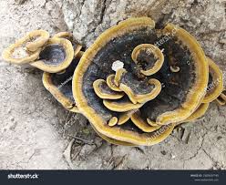 Attēlu rezultāti vaicājumam “Trametes suaveolens”