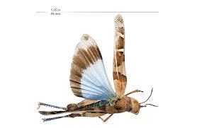 Attēlu rezultāti vaicājumam “Oedipoda caerulescens”