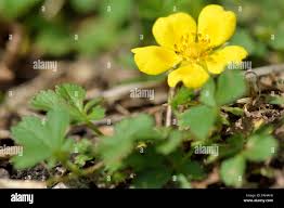 Attēlu rezultāti vaicājumam “Potentilla reptans flower”