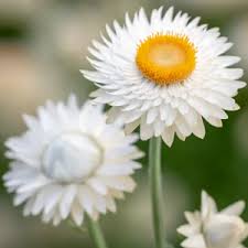 Image result for Helichrysum bracteatum