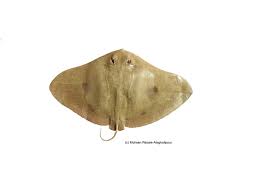 Image result for Gymnura micrura