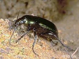 Attēlu rezultāti vaicājumam “Poecilus versicolor”