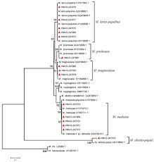 Attēlu rezultāti vaicājumam “Melampsora magnusiana”
