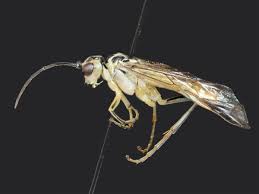 Attēlu rezultāti vaicājumam “Tenthredo mandibularis”