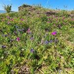 Attēlu rezultāti vaicājumam “Dracocephalum ruyschiana leaf”