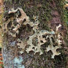 Attēlu rezultāti vaicājumam “Lobaria pulmonaria”