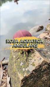 Image result for rosa aquatica