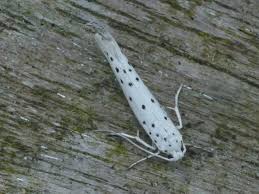 Attēlu rezultāti vaicājumam “Yponomeuta malinellus / cagnagella”