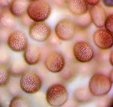 Attēlu rezultāti vaicājumam “Badhamiopsis macrospora”