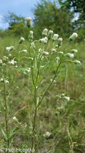 Attēlu rezultāti vaicājumam “Erigeron acris”