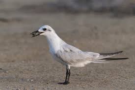 Image result for Gelochelidon nilotica