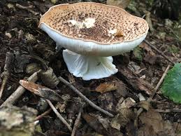 Attēlu rezultāti vaicājumam “Enerthenema papillatum spores”