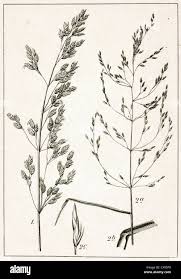 Attēlu rezultāti vaicājumam “Poa nemoralis”