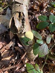 Attēlu rezultāti vaicājumam “Reticularia lobata young”