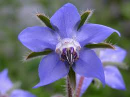 Image result for Borretsch