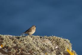 Attēlu rezultāti vaicājumam “Anthus petrosus adult”