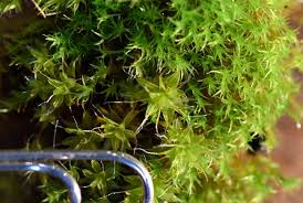 Attēlu rezultāti vaicājumam “Rhynchostegiella tenella macro”