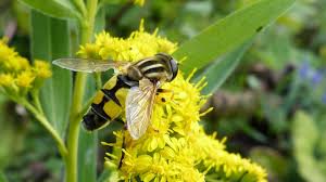 Attēlu rezultāti vaicājumam “Helophilus sp.”