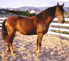 Image result for chestnut friesian