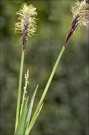 Attēlu rezultāti vaicājumam “Carex pilosa leaf”