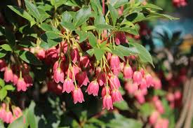 Attēlu rezultāti vaicājumam “Enkianthus campanulatus flower”