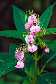 Attēlu rezultāti vaicājumam “Impatiens glandulifera flower”