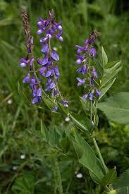 Attēlu rezultāti vaicājumam “Galega orientalis leaf”