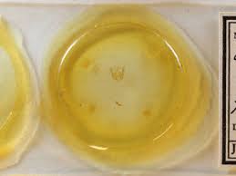 Attēlu rezultāti vaicājumam “Oligia sp.”