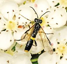 Attēlu rezultāti vaicājumam “Tenthredo scrophulariae exuvia”