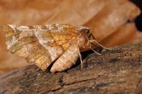 Attēlu rezultāti vaicājumam “Selenia dentaria”