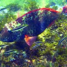 Image result for Sparisoma frondosum