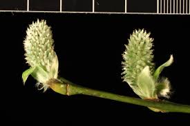 Attēlu rezultāti vaicājumam “Salix caprea male flower”