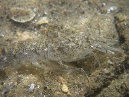 Attēlu rezultāti vaicājumam “Crangon crangon”