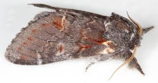 Attēlu rezultāti vaicājumam “Notodonta dromedarius”