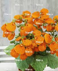 Image result for Calceolaria