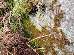 Attēlu rezultāti vaicājumam “Sciuro-hypnum curtum sporophyte”