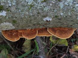 Attēlu rezultāti vaicājumam “Inonotus radiatus”