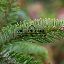 Attēlu rezultāti vaicājumam “Abies veitchii”