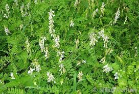 Attēlu rezultāti vaicājumam “Vicia sylvatica flower”