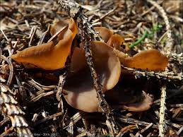 Attēlu rezultāti vaicājumam “Otidea leporina”